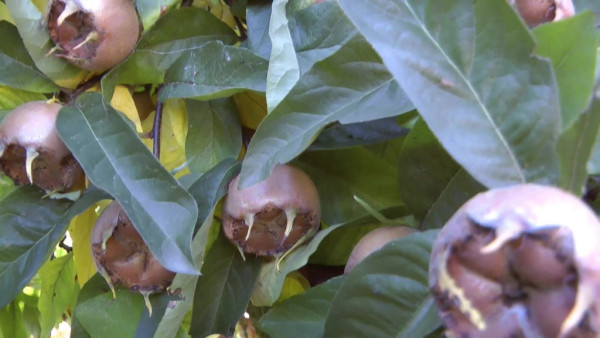 Video: Mispel, hochgradige Maische