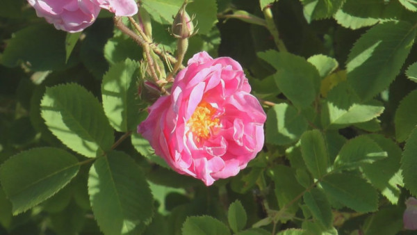 Video: Rosenernte
