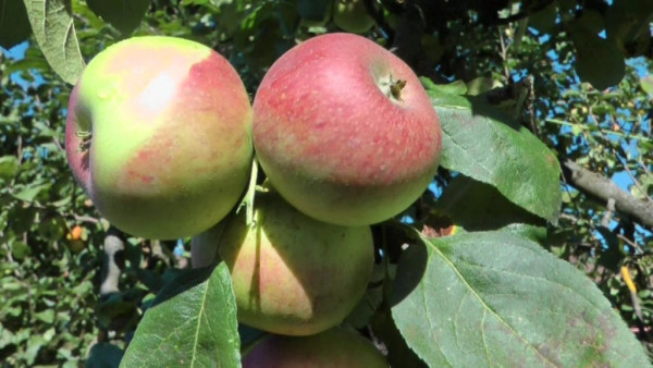 Video: Apfel mit Wacholder, hochgradige Maische