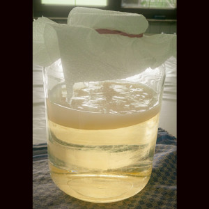 Essigmutter im Gurkenglas